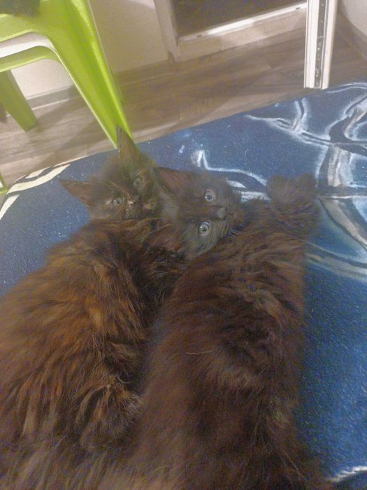 Мейн куун котенца