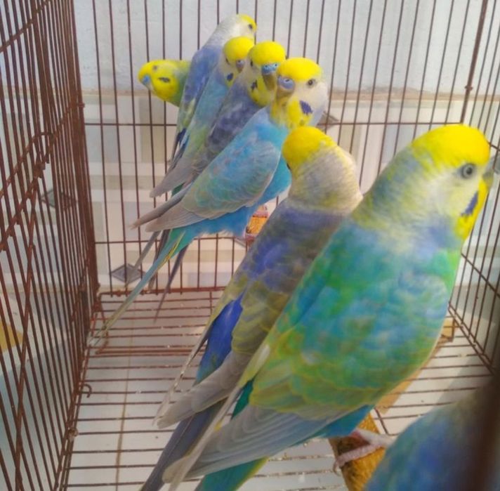 Поступление ручных волнистых попугаев