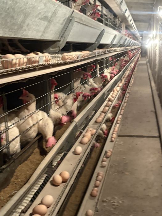 Несушки уайт корал