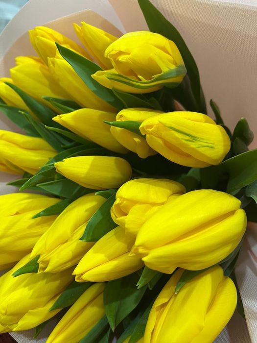 цветы тюльпаны 25 шт