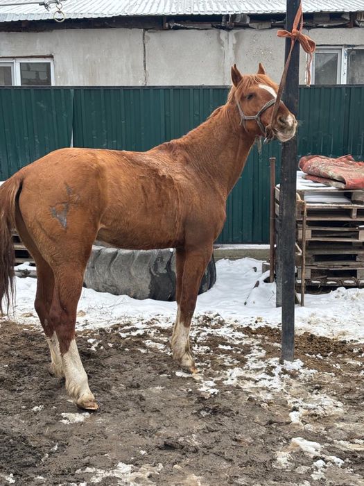 Дөнен міңгі жуас сатылады