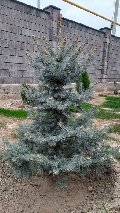 Продам голубую ель