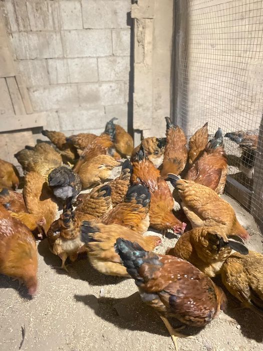 Продам кур кучинских юбилейных