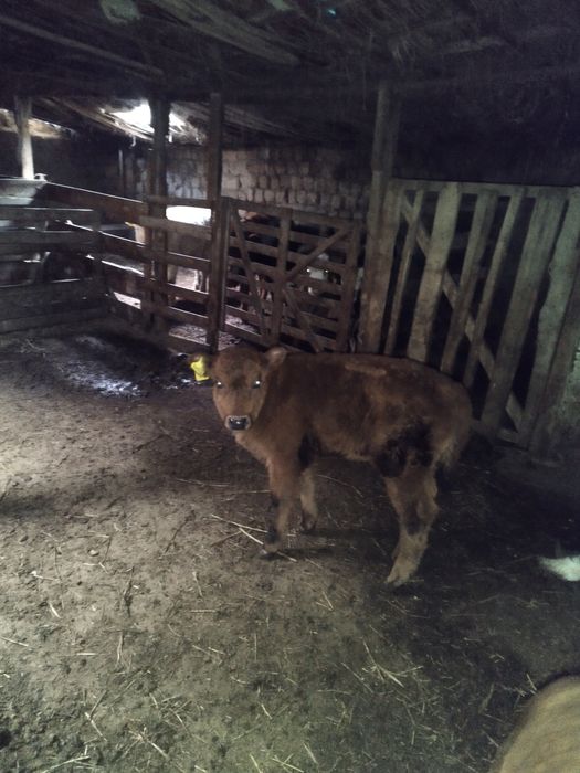 сиырлар сатылады