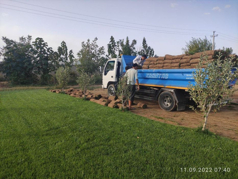 Gazon tayyor ruloniy ekamiz hamda uruglarin sepamiz yevro gazonlar