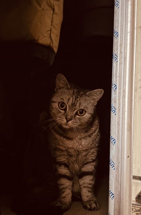 Кот британской красивая
