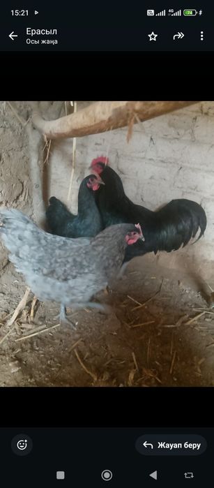 Джерский гигант сатылады