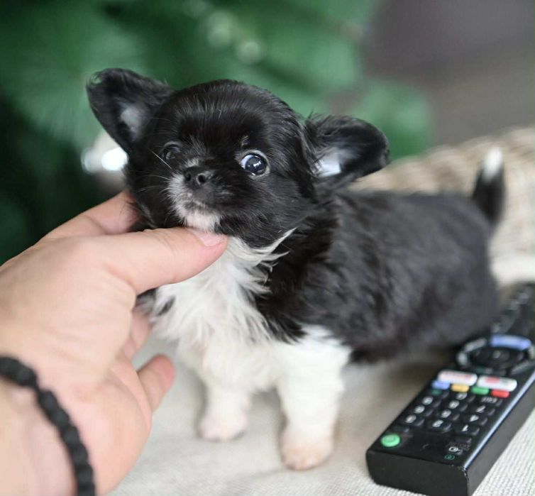 Мъжко дългокосместо мини чихуахуа