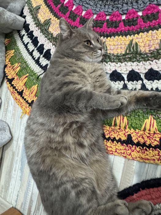 Кошечка ищет дом