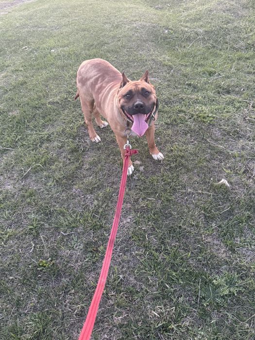 Сатылады питбуль