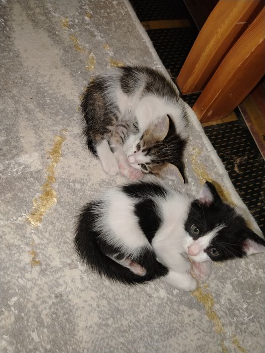 4 домашних котят