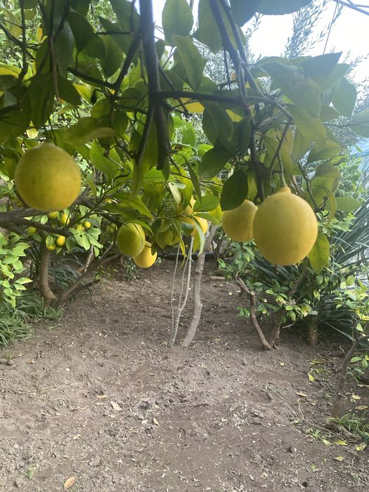 Продам домашние лимоны