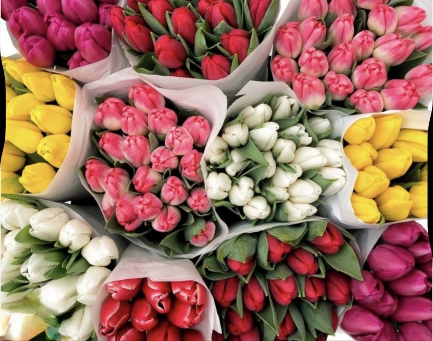 Тюлпан оптом 22 сортов