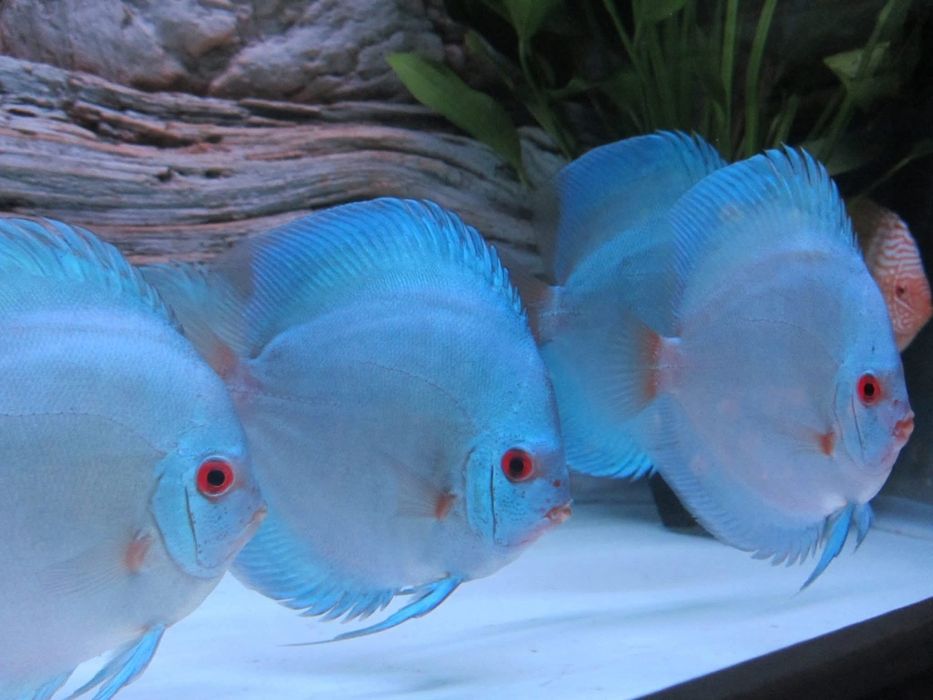 Vând pești de acvariu