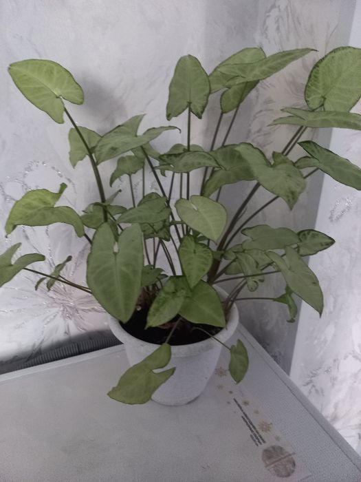 Продам  комнатное  растение - сигнониум