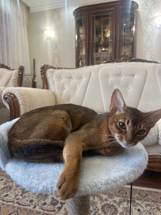 Продается Абиссинский котенок