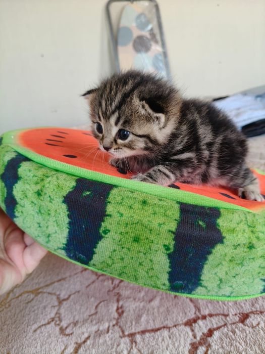 Продам котят породистых