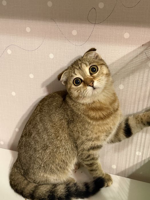 кошечка крошечка