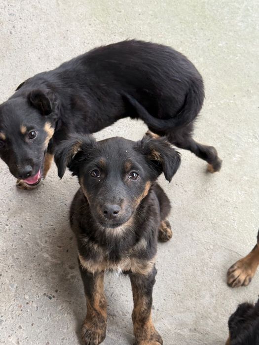 Пристраиваются щенки дворняжки