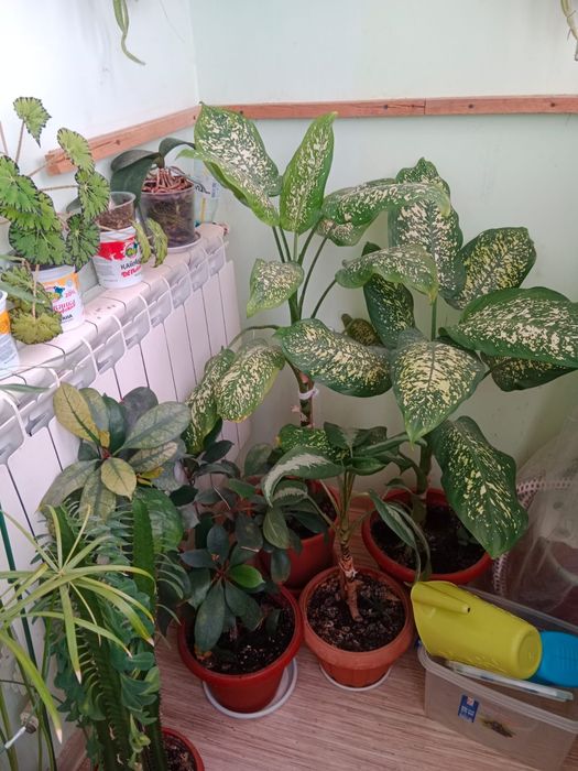 Цветы разные все