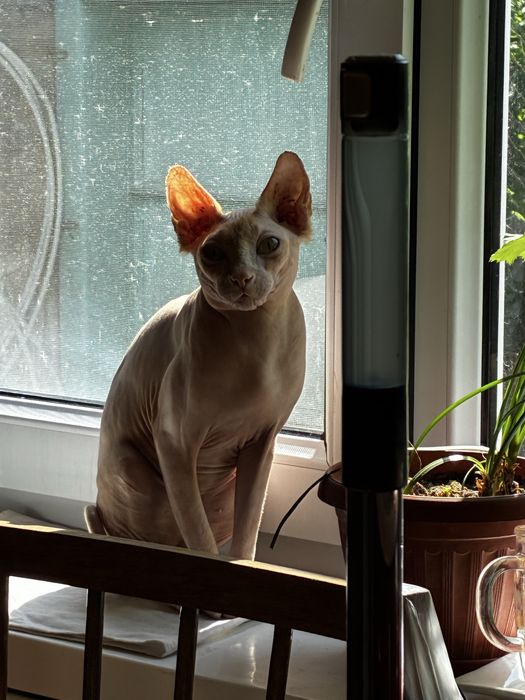 Котик ищет дом!!!послушный, приучен к лотку