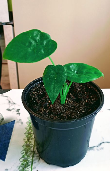 Цветы разные варианты