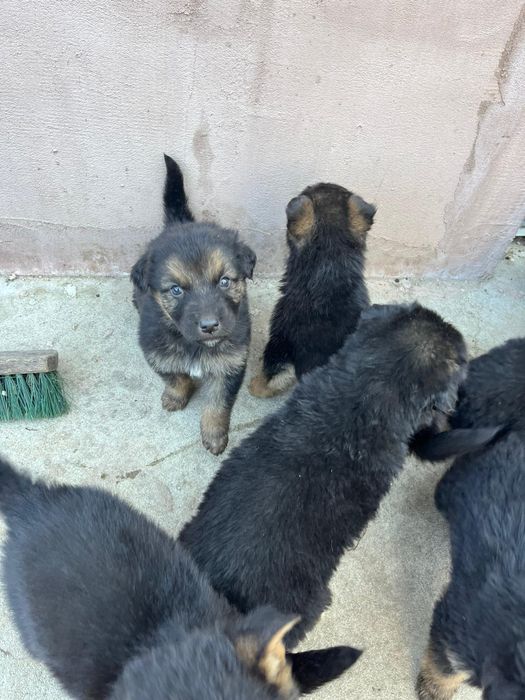 Donez ciobanesc german