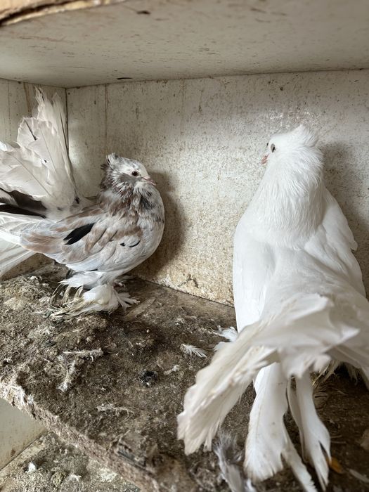 Disponibila pereche voltati indieni almond