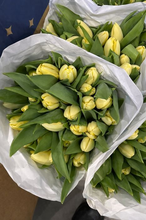 Свежие Тюльпаны (Болленстрик) с Гарантией от Производителя