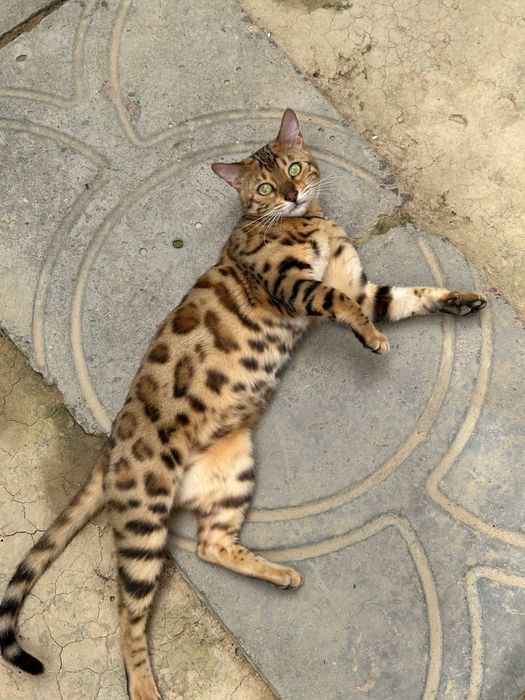 Бенгалская кошка
