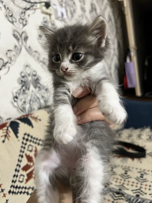 Котенок бесплатно