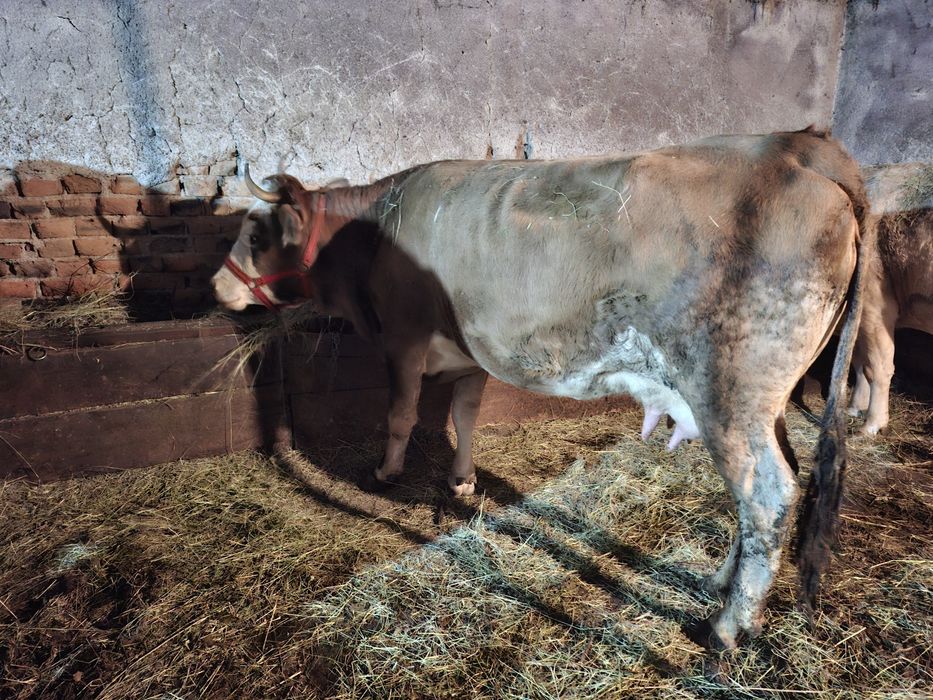 Vând vaca cu laptee