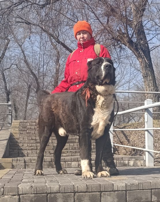 Эксклюзивные  мощные супер Алабайчики