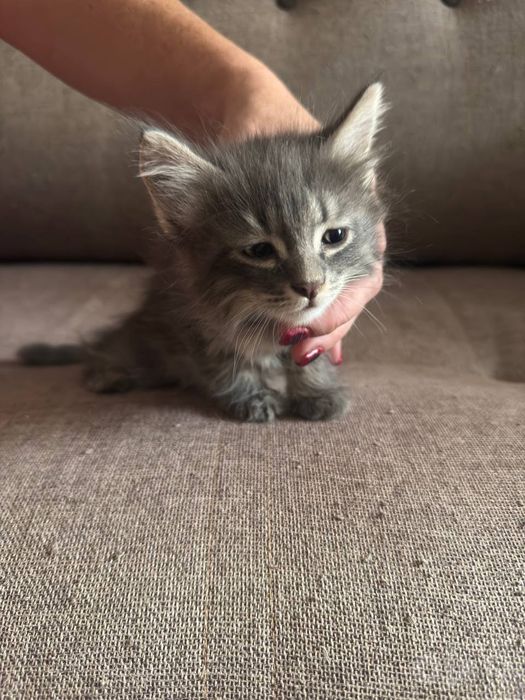 Отдам в хорошие руки котят