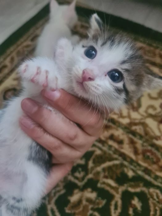 әдемі мысықтар мақтаймын