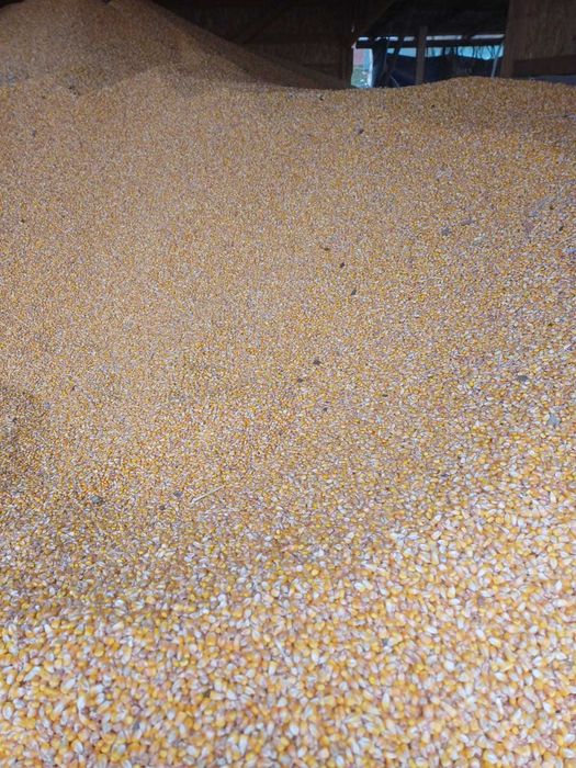 Porumb calitate buna, uscat