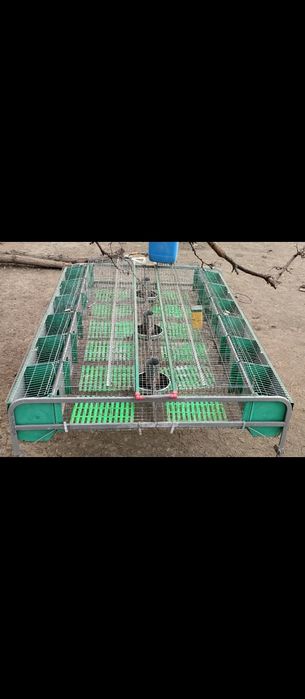 Vând cușcă iepuri