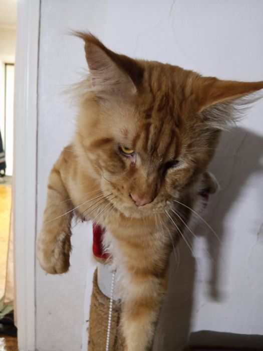 Котята Мейн Кун продаются