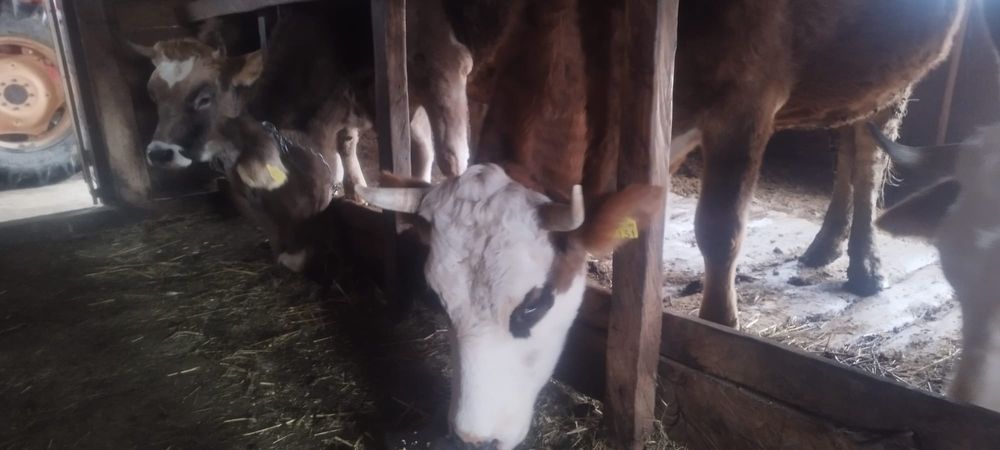 Viței și  vaci bălțată și brună de vânzare