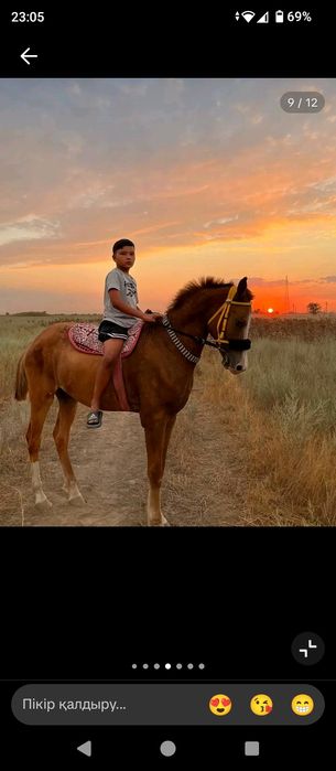 Таза  қанды  тай.