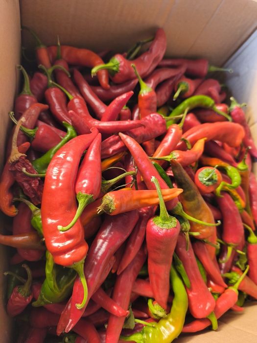 Перец острый и сельдерей продам
