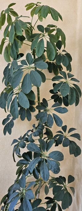 Комнатное растение Шеффлера  1,65 м