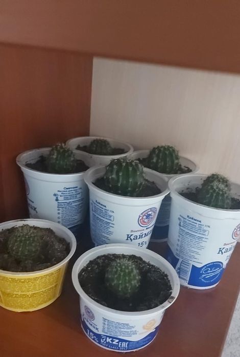Кактус молодой продам срочно