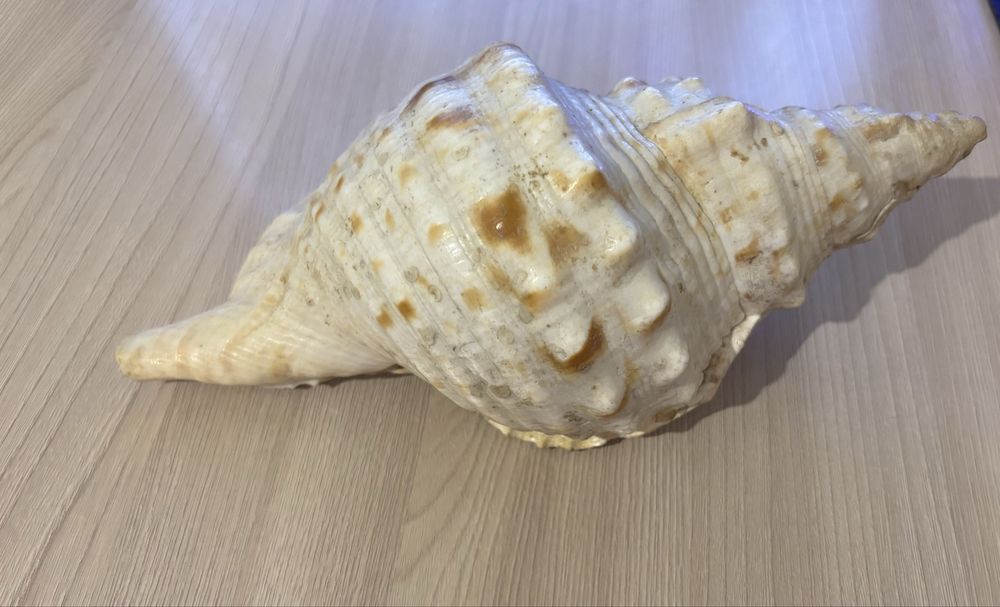 Морская ракушка Bursa bubo