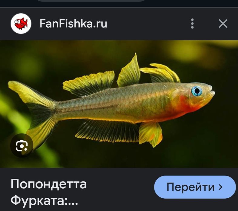 Продаётся рыбка Попондетта
