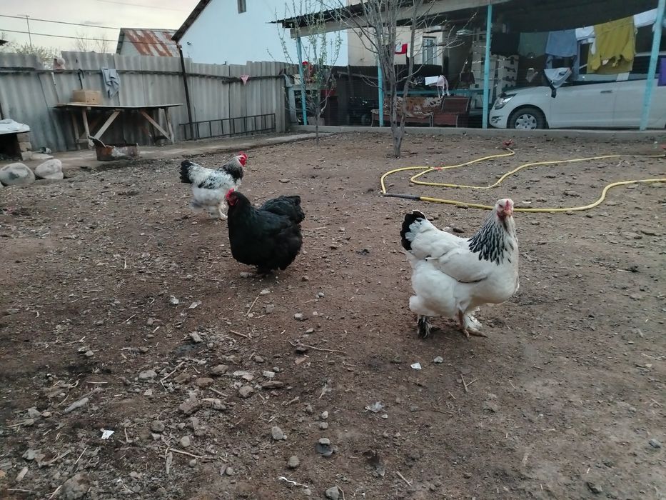 Тауық бырам сатылады