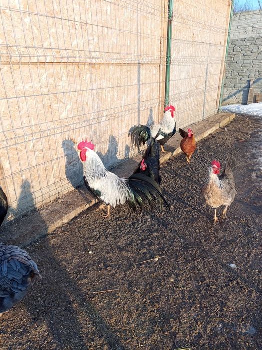 Gaini Cocosi Australorp si italieni