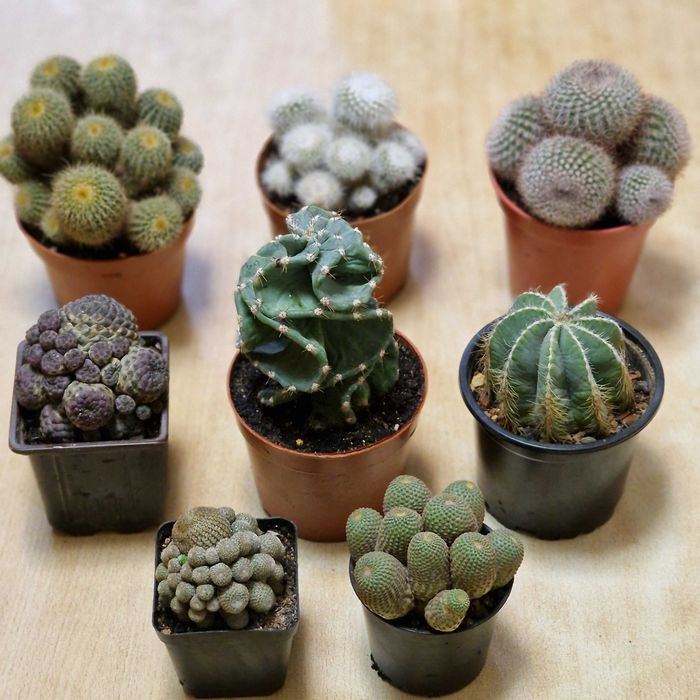 Продам кактусы, суккуленты