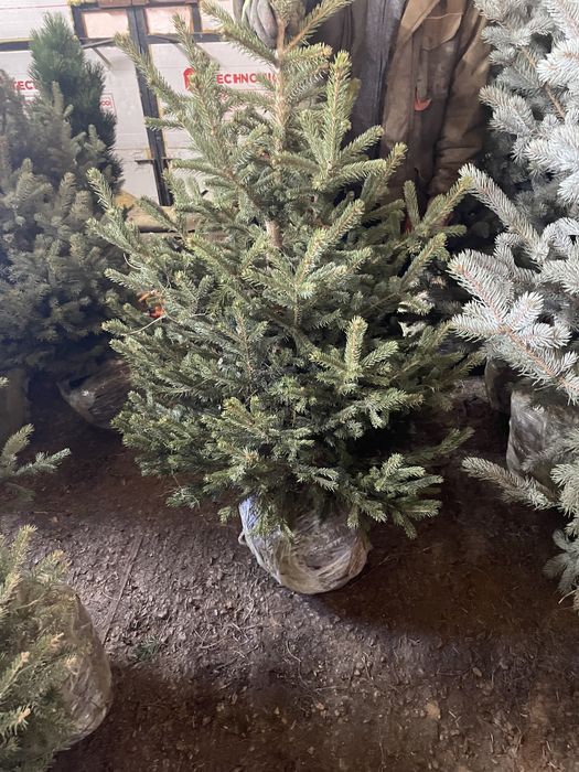 Ели сибирские зеленые