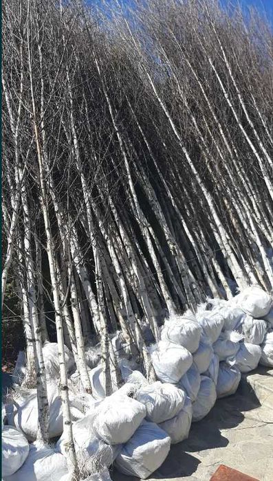 Mesteacan Alb Betula